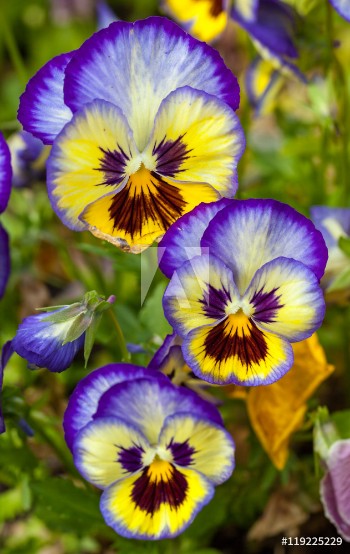 Picture of Blue-yellow pansies